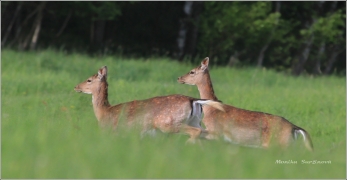 <p>DANĚK SKVRNITÝ (Dama dama) Šluknovsko - Valdek /Fallow deer - Damhirsch/</p>